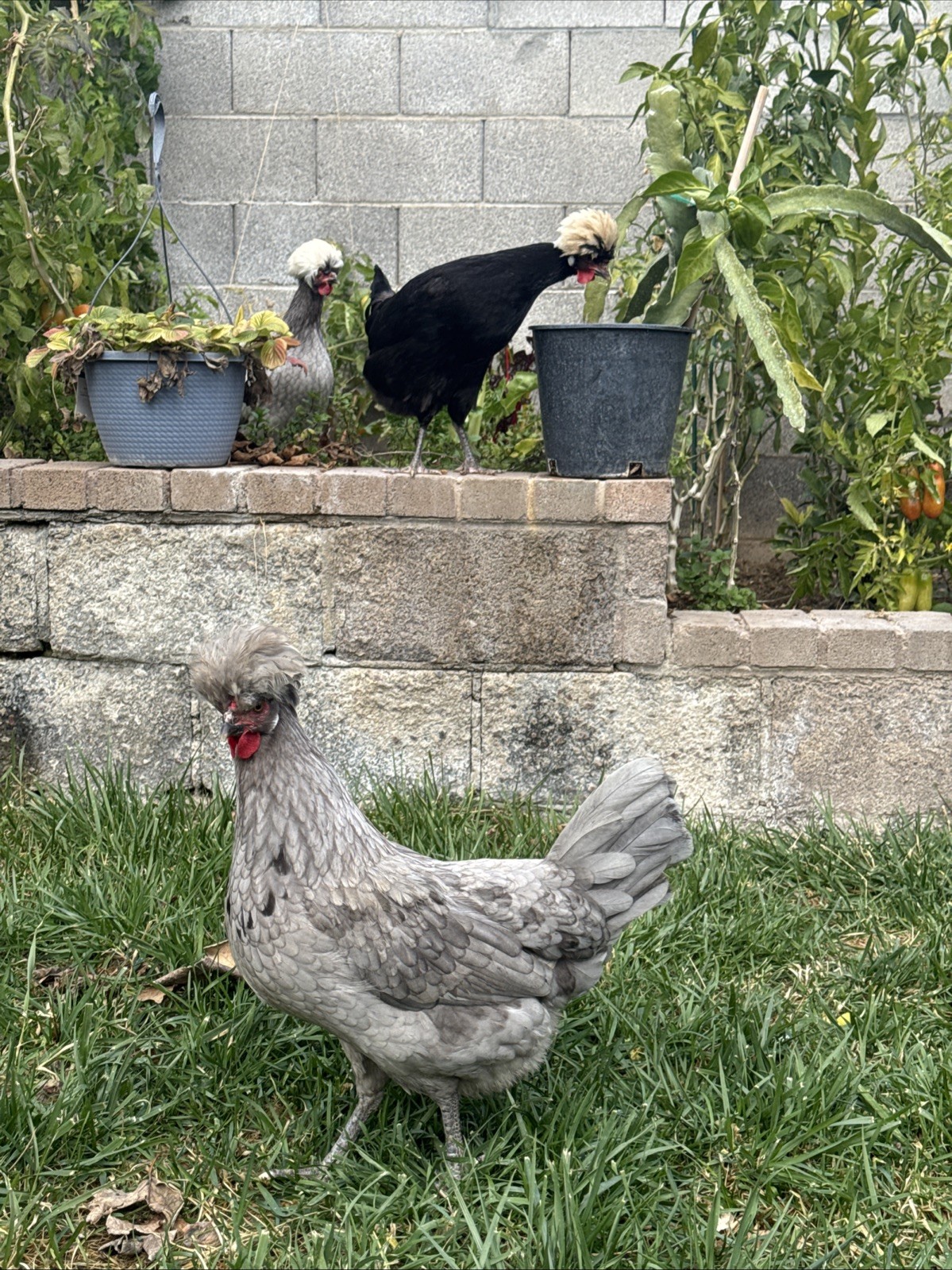 12+ FERTILE CHICKEN PUREBRED POLISH HATCHING EGGS QUICK SHIP USPS PRIORITY MAIL
