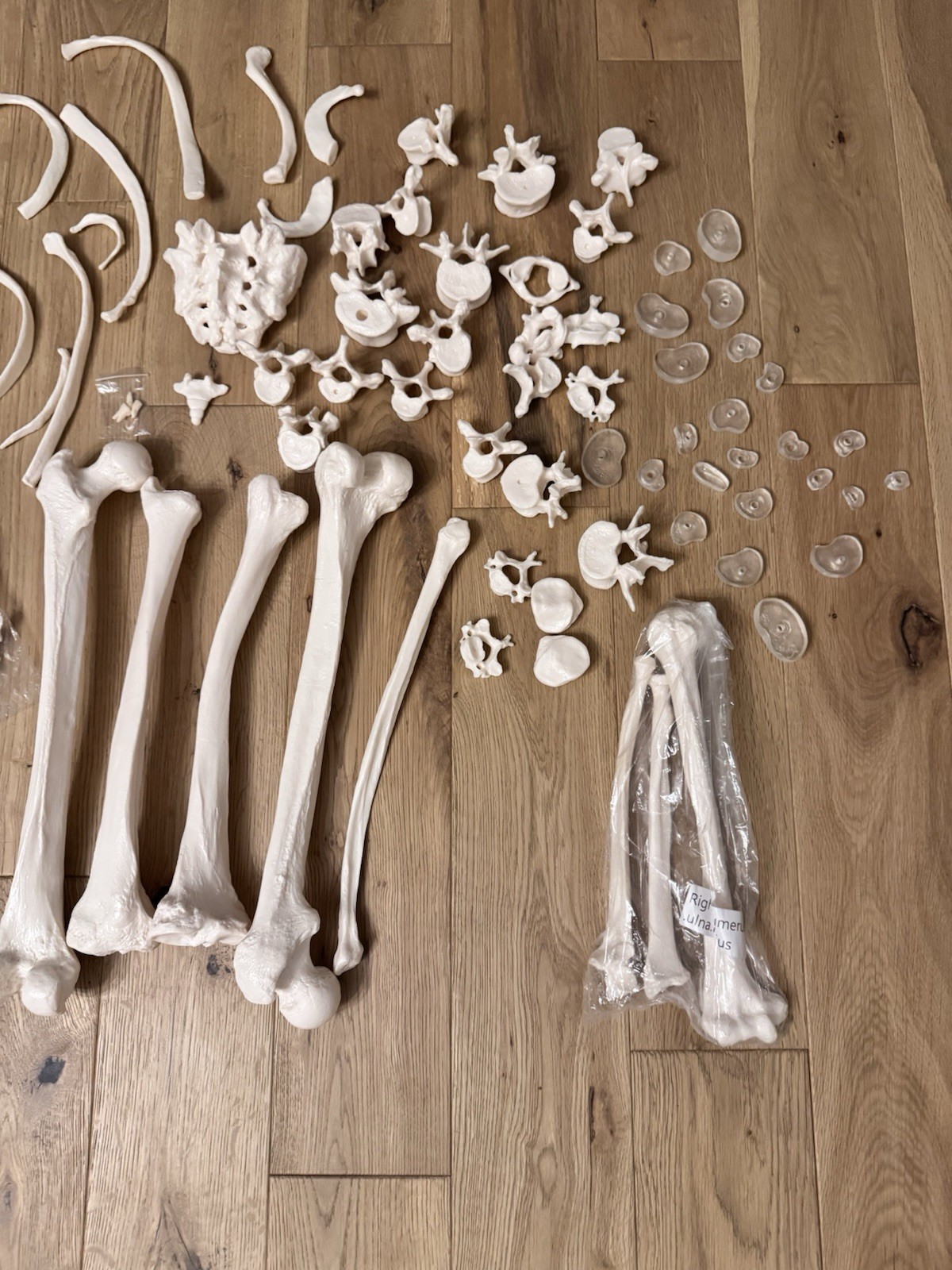 Life Size Human Anatomical Skeleton Bone Set Medical Teaching Model No Skull