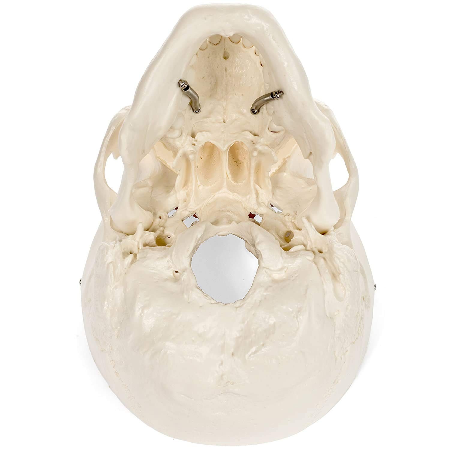 Medical Anatomical Skull Model – 1:1 Life Size Replica Anatomy Adult Human He…