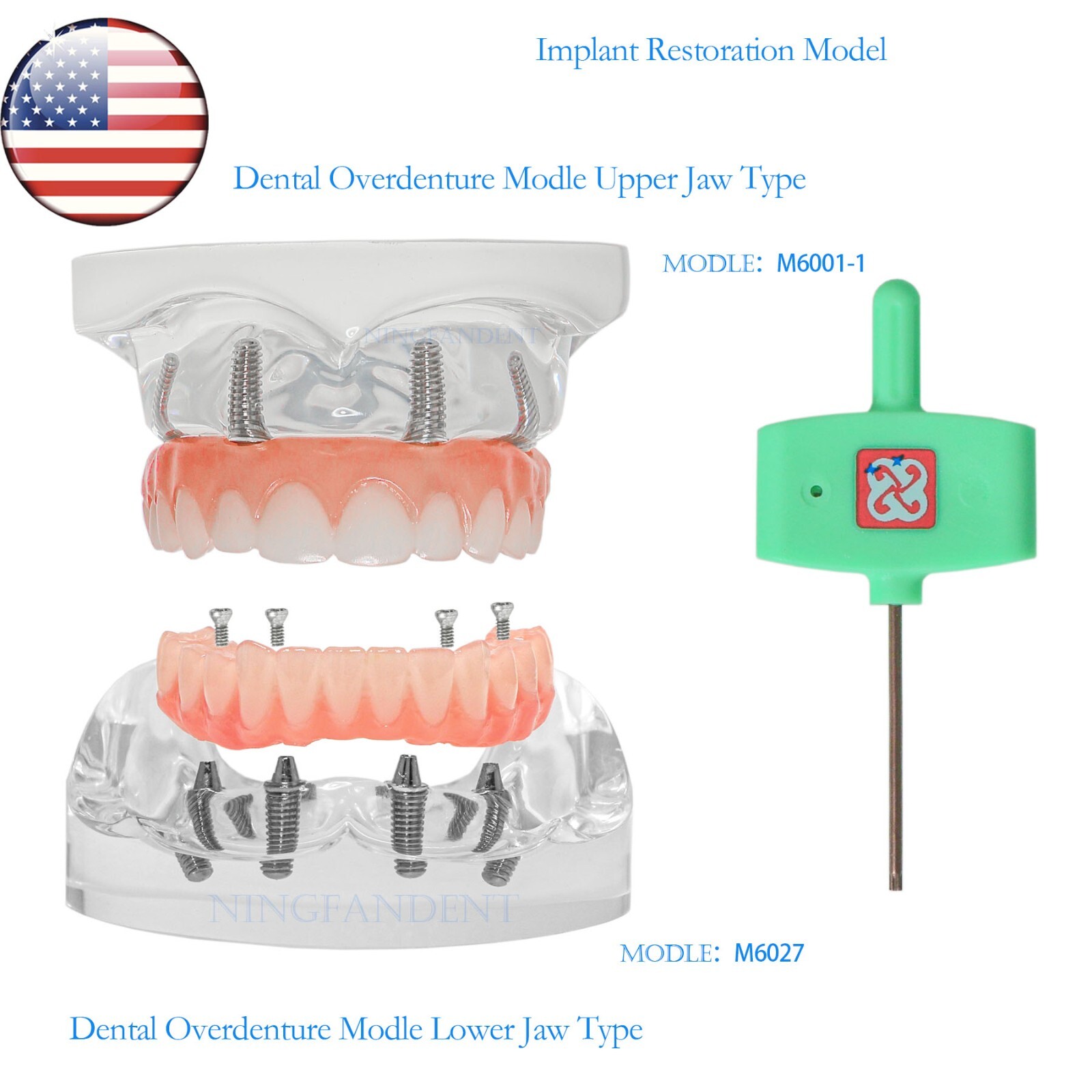 Dental All-on-4 Overdenture Implant Model, Upper/Lower Jaw-Clear,With 4 Screw