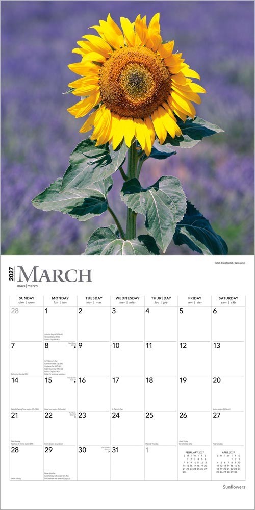 Sunflowers | 2027 12×24″ (Hanging) Monthly Square Wall Calendar | Plastic-Free
