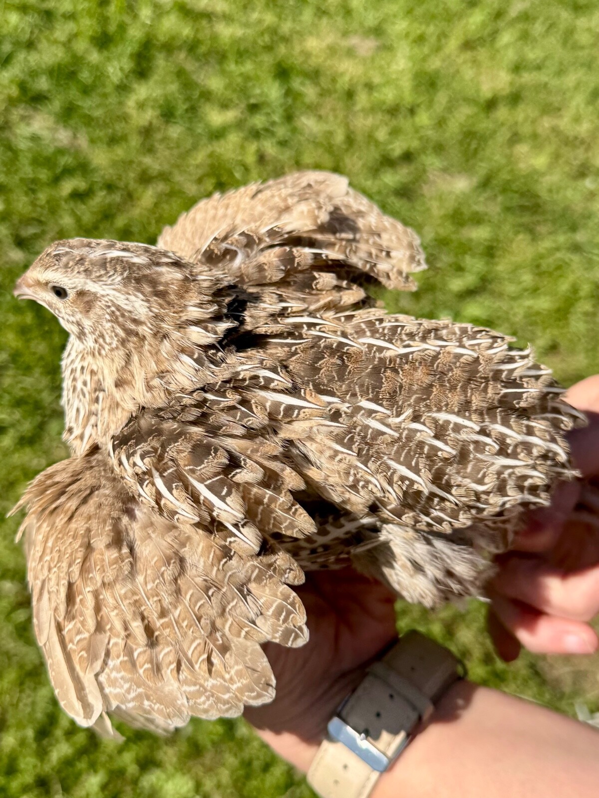 15+ RARE COLORS Coturnix Quail Hatching Eggs NPIP AI Free