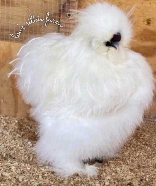 One Dozen (12) Recessive White • Regular Silkie Feather Only • UPS 2 Day