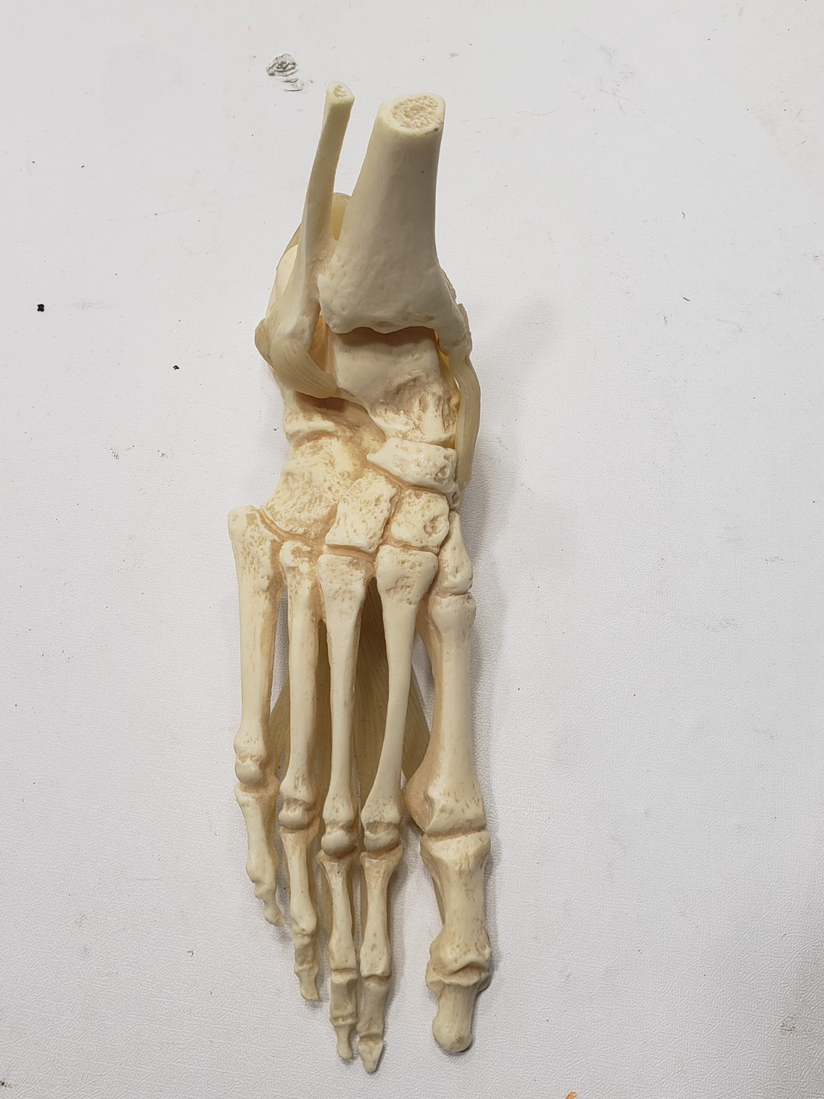 GPI Anatomical Right Foot Ankle Model Ligament Bone Anatomy Display Teaching Aid