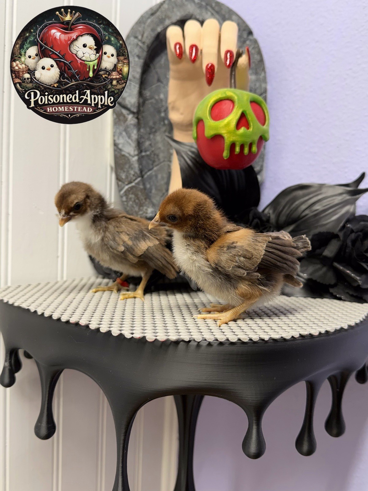 12+++ High Quality Fertile Serama Hatching Eggs Mixed Colors** Frizzle**Silkied*