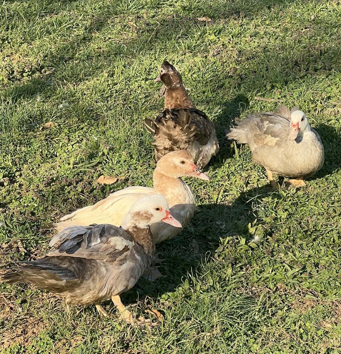12+ Purebred Fertile Muscovy Duck Hatching Eggs (Rare Colors)
