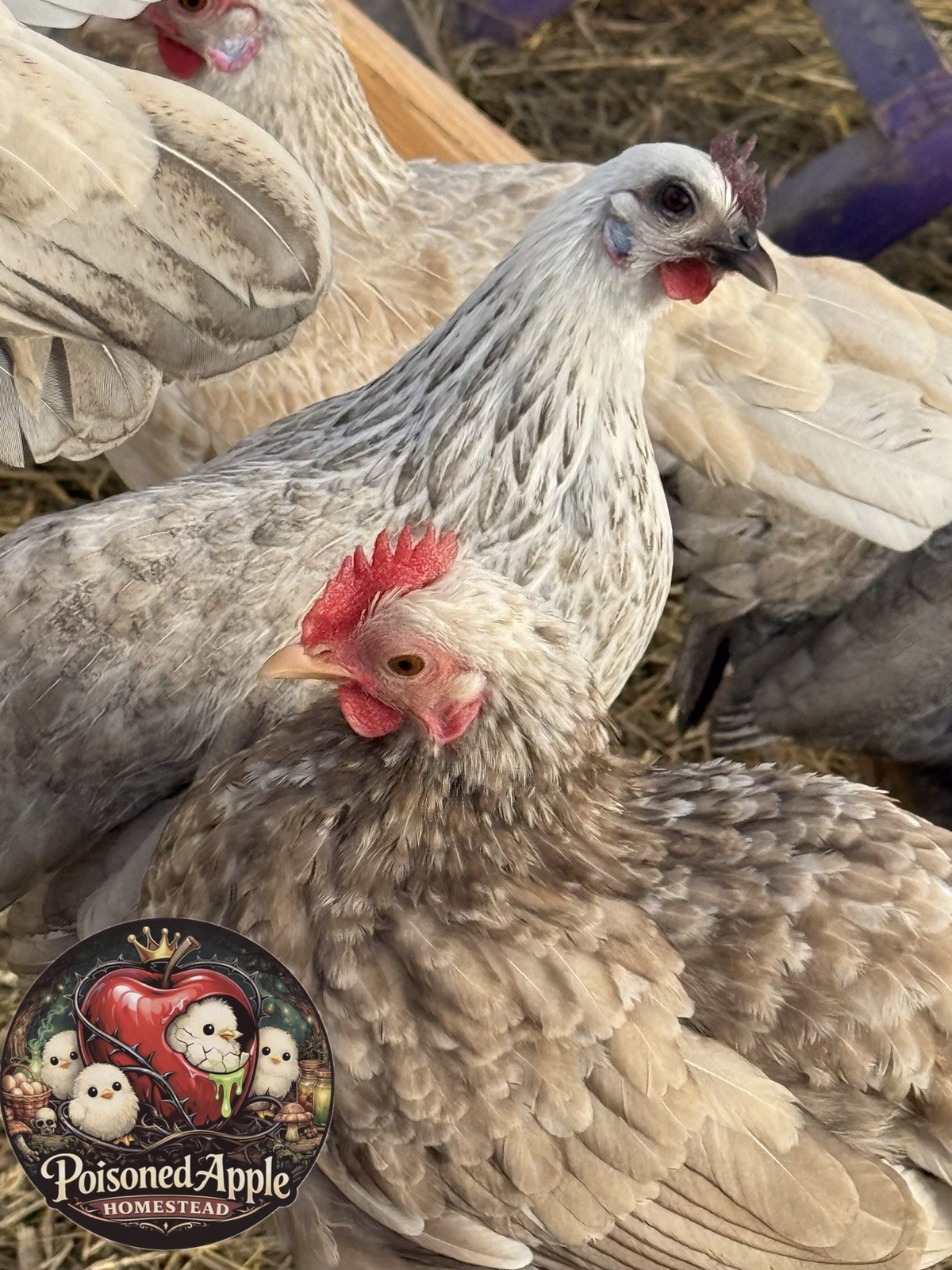 12+++ High Quality Fertile Serama Hatching Eggs Mixed Colors** Frizzle**Silkied*