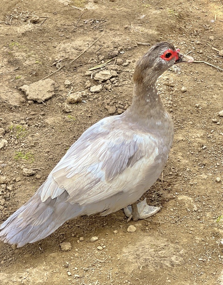 12+ Purebred Fertile Muscovy Duck Hatching Eggs (Rare Colors)