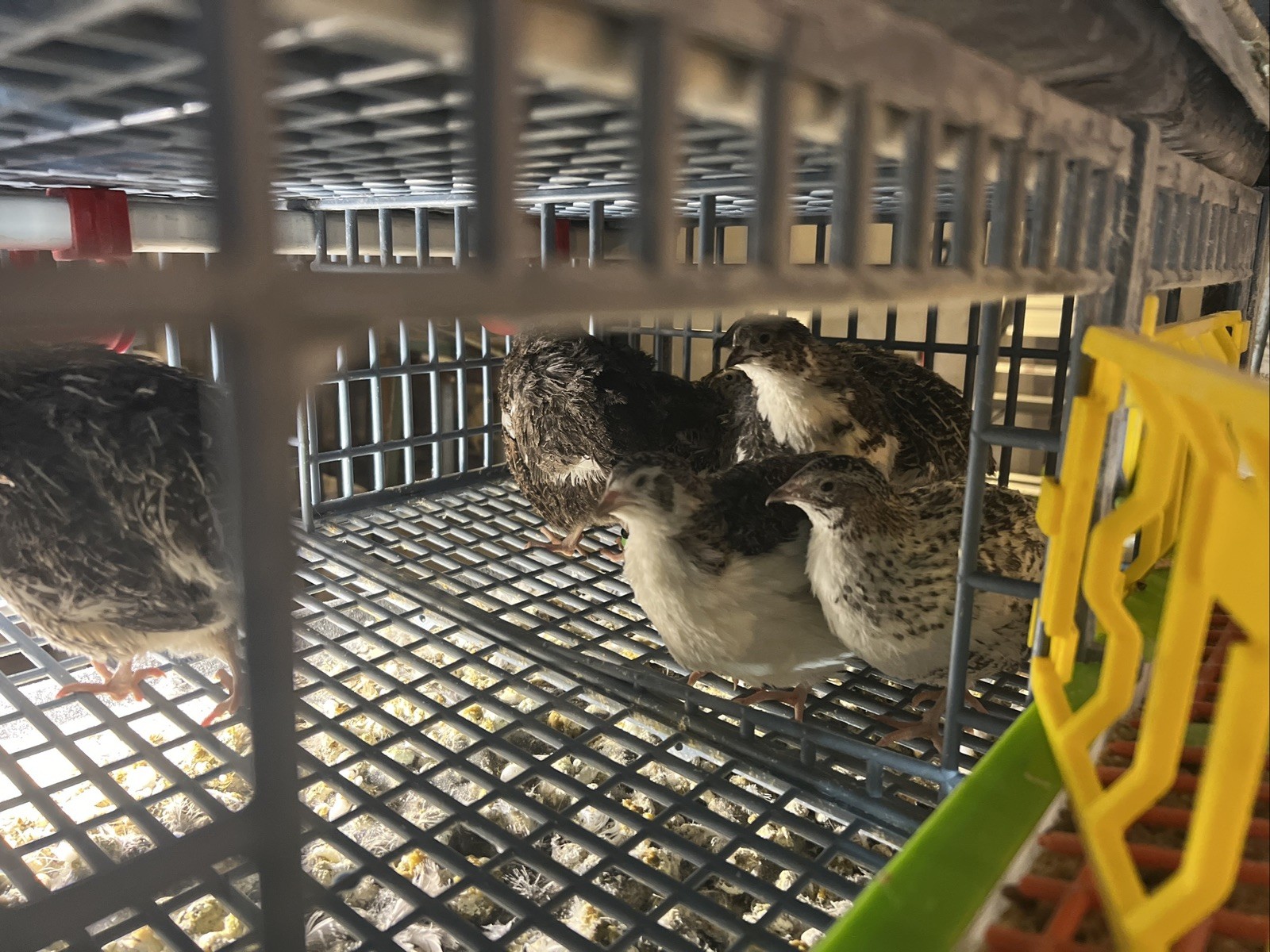 32+4 extra Jumbo Coturnix Quail Hatching Eggs( Brown, Tuxedo, Cinnamon, White )
