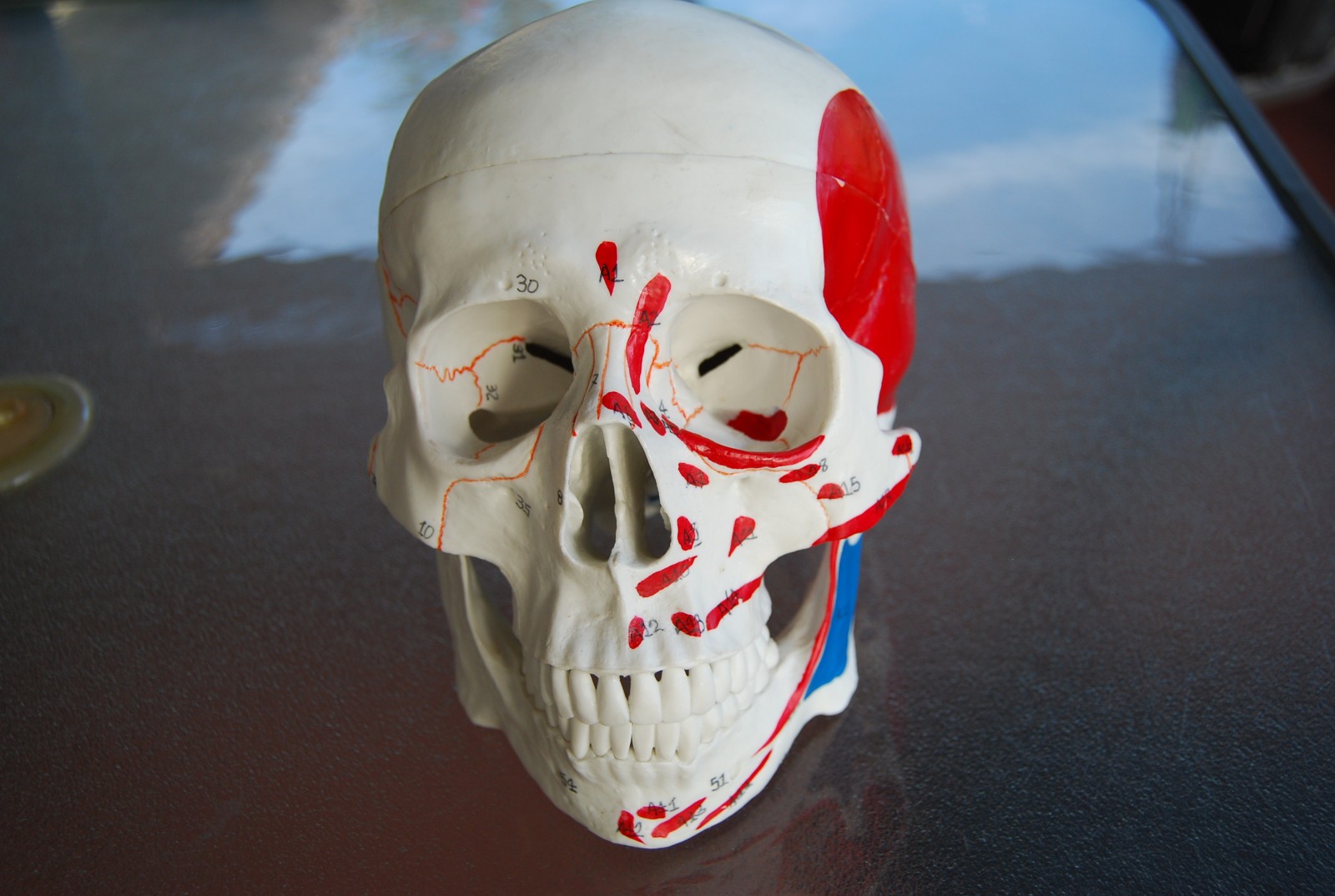 Detailed Life-Size Anatomical Skull Model – Ideal for Teaching & Reference