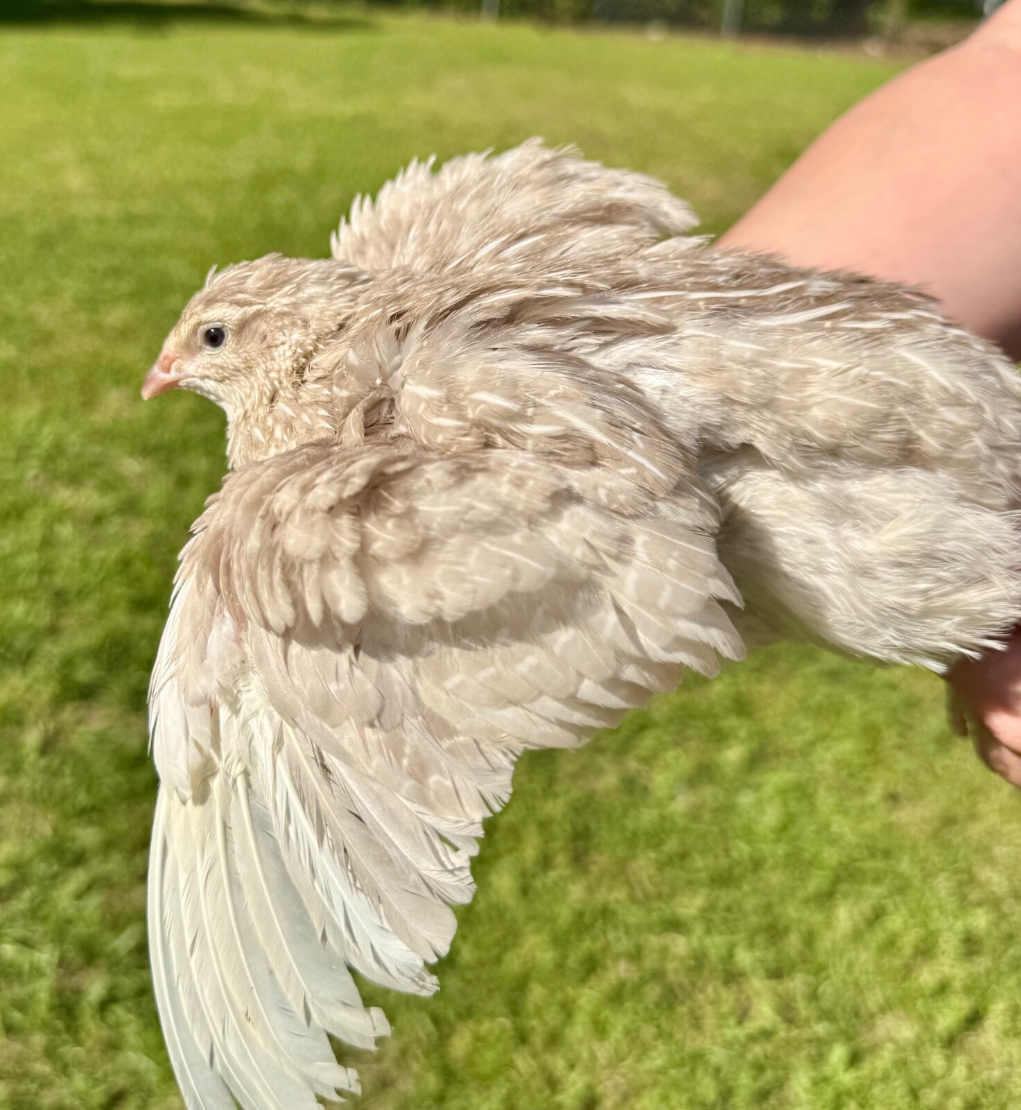 15+ RARE COLORS Coturnix Quail Hatching Eggs NPIP AI Free