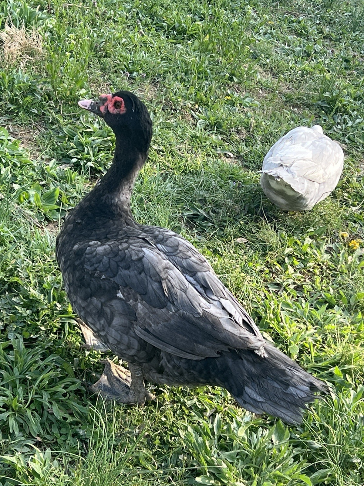 12+ Purebred Fertile Muscovy Duck Hatching Eggs (Rare Colors)