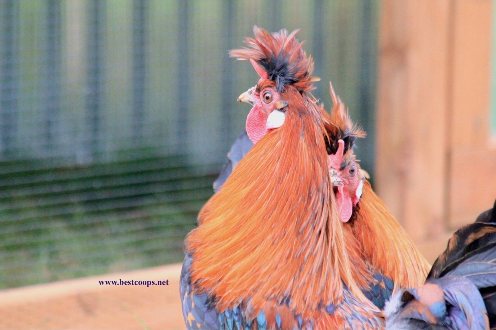 10+ Gold Appenzeller Chicken Hatching Eggs