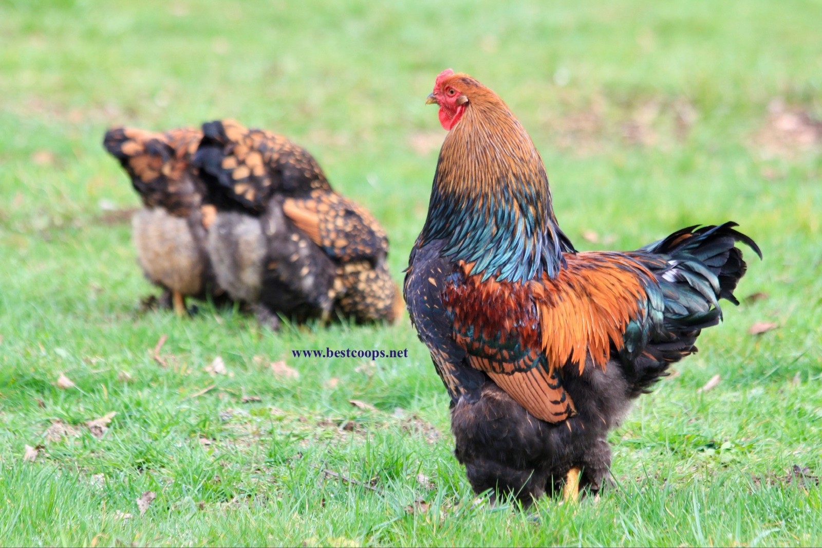 10+ Gold Laced Brahma Fertile Chicken Hatching Eggs Gentle Large Breed