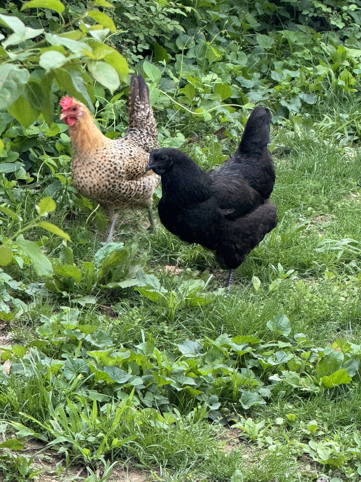 🌈 12 Rainbow Egger Hatching Eggs – Rare Breeds, Colorful Eggs + Chicks