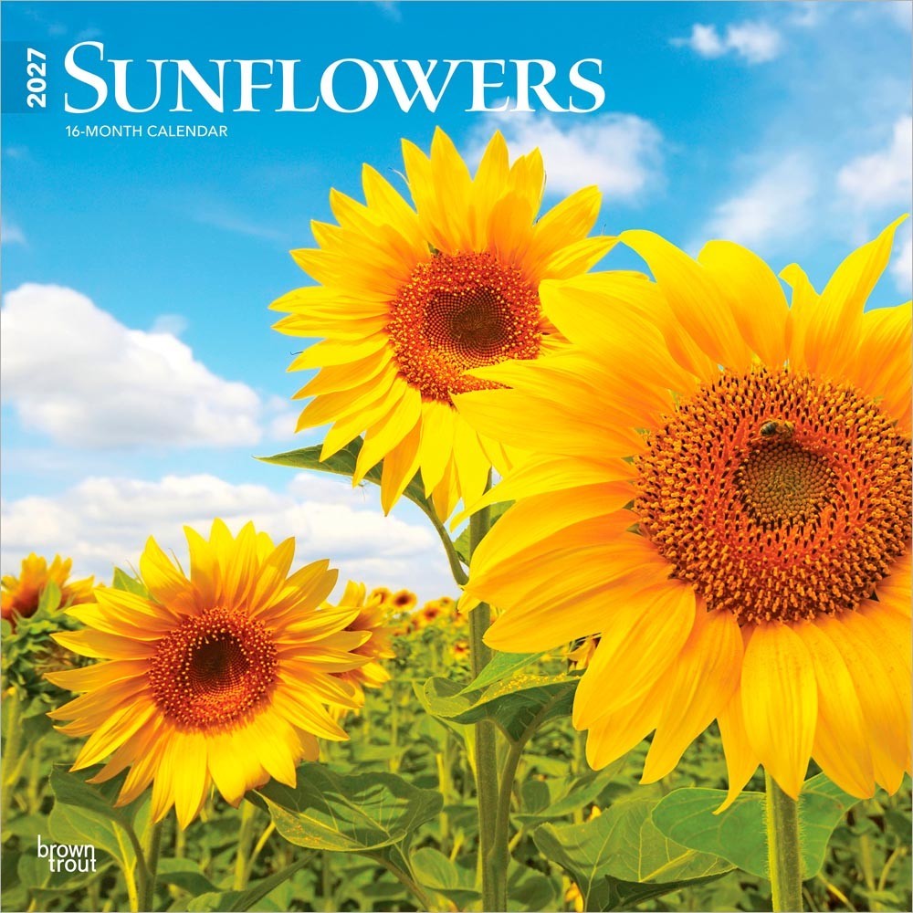Sunflowers | 2027 12×24″ (Hanging) Monthly Square Wall Calendar | Plastic-Free