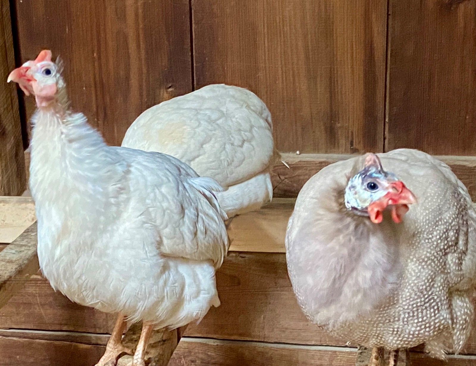 6 Fertile Guinea Fowl Hatching Eggs, Mixed Barnyard Flock, Beautiful Colors!