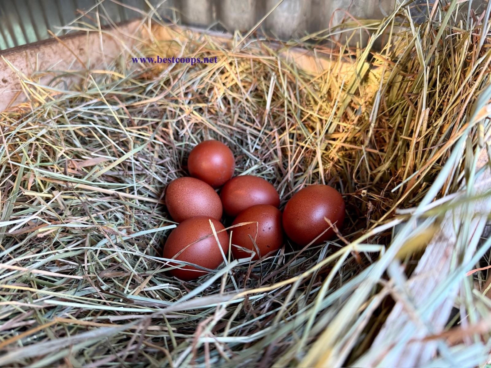 10+ Fertile Black Copper Marans Chicken Hatching Eggs