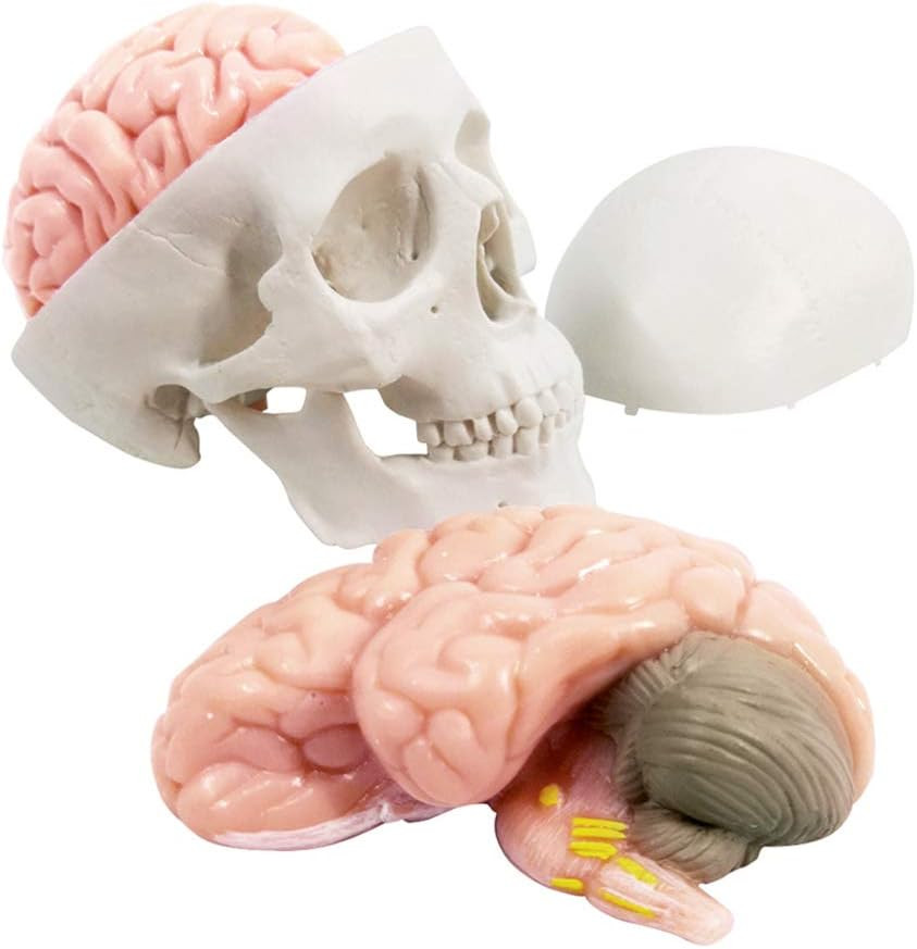 2026 New Human Skull Model,3 Part With 2-Part Human Brain;Half Life Size Skull w