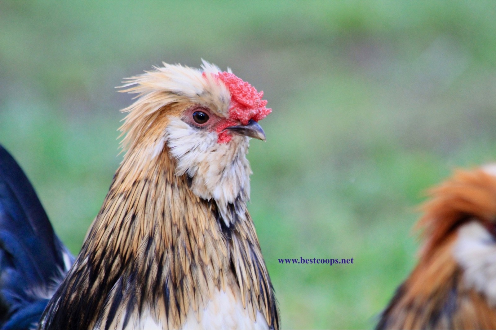6+ Fertile Barbu De Watermael Chicken Hatching Eggs