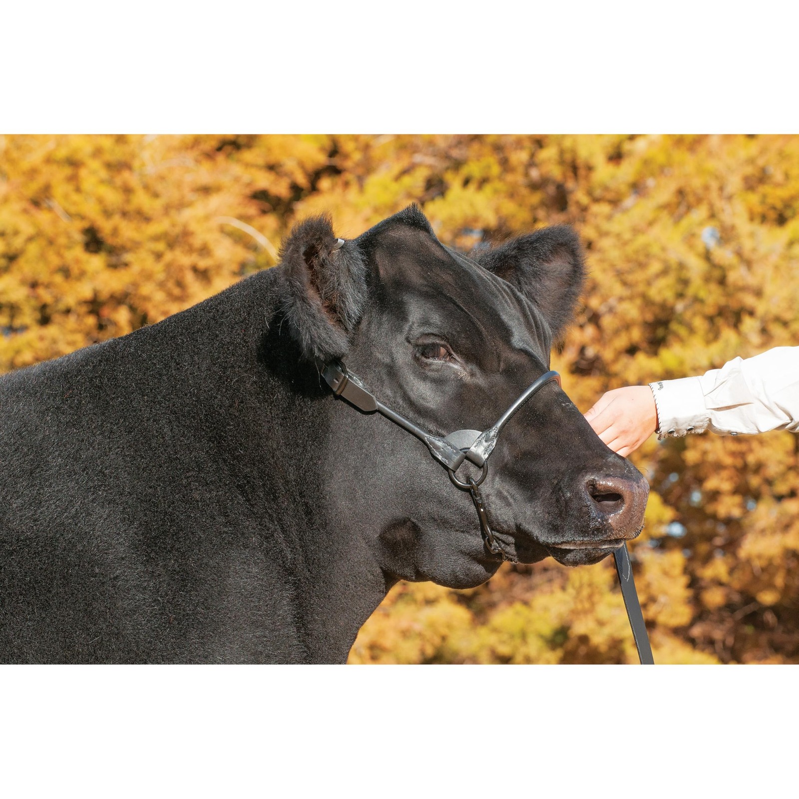 Weaver Livestock Leather Magic Show Cattle Halter, Adjustable, Modern Style C…