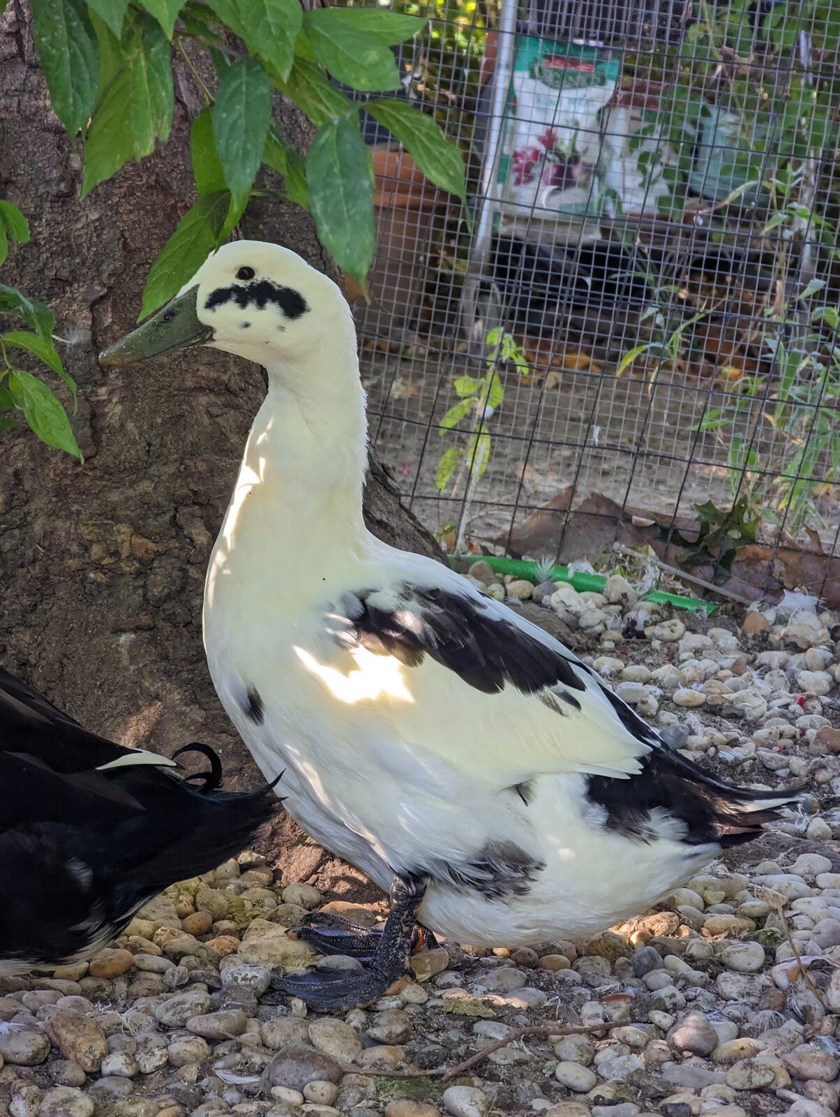 12+ Assorted Duck Fertile Hatching Eggs – Cayuga, Blue Sweddish, Acona, Magpie