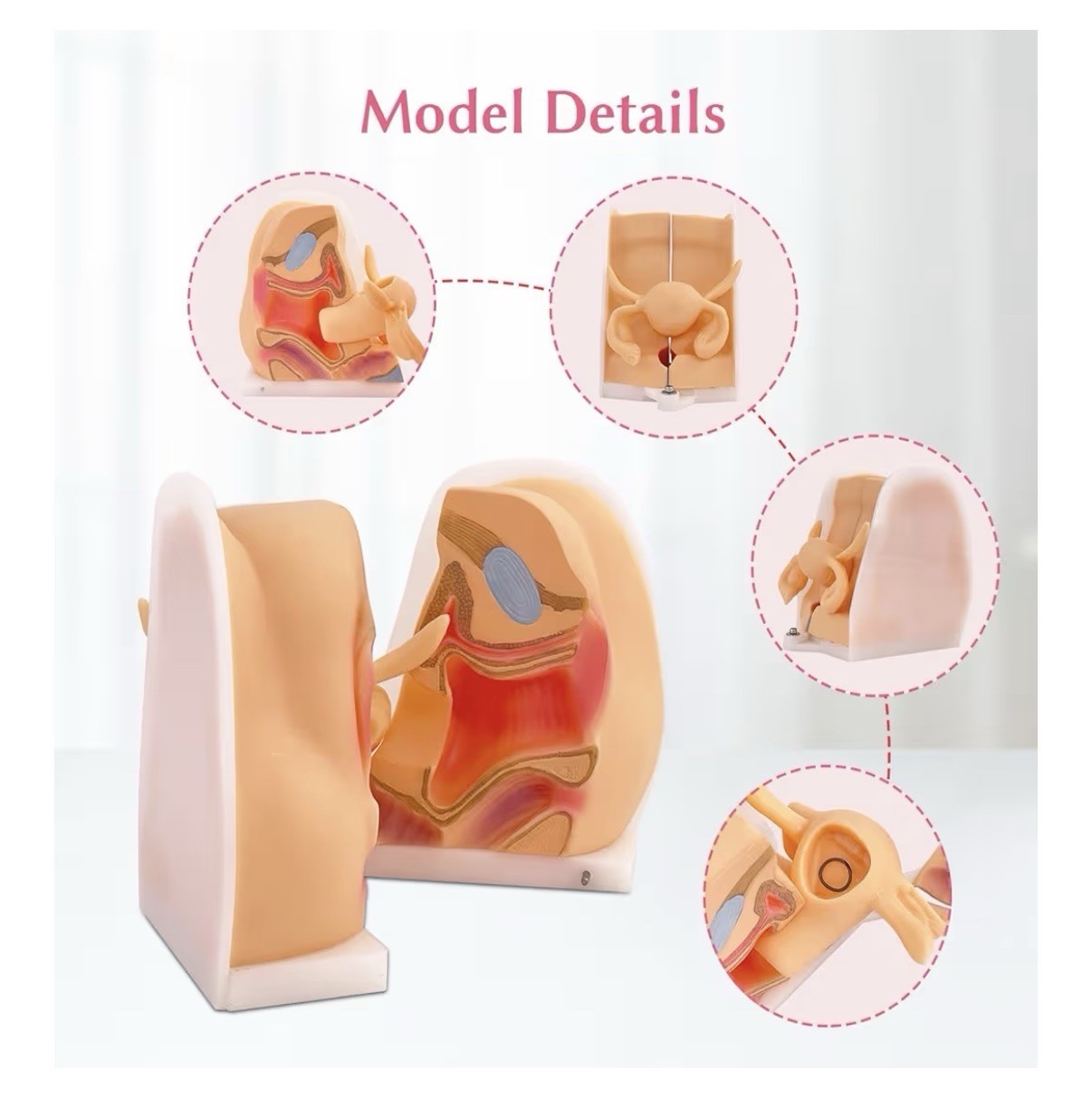 JNMFTD Anatomicals Female Reproductive Contraception Model 5.5″x7.8″, 3.2 lbs