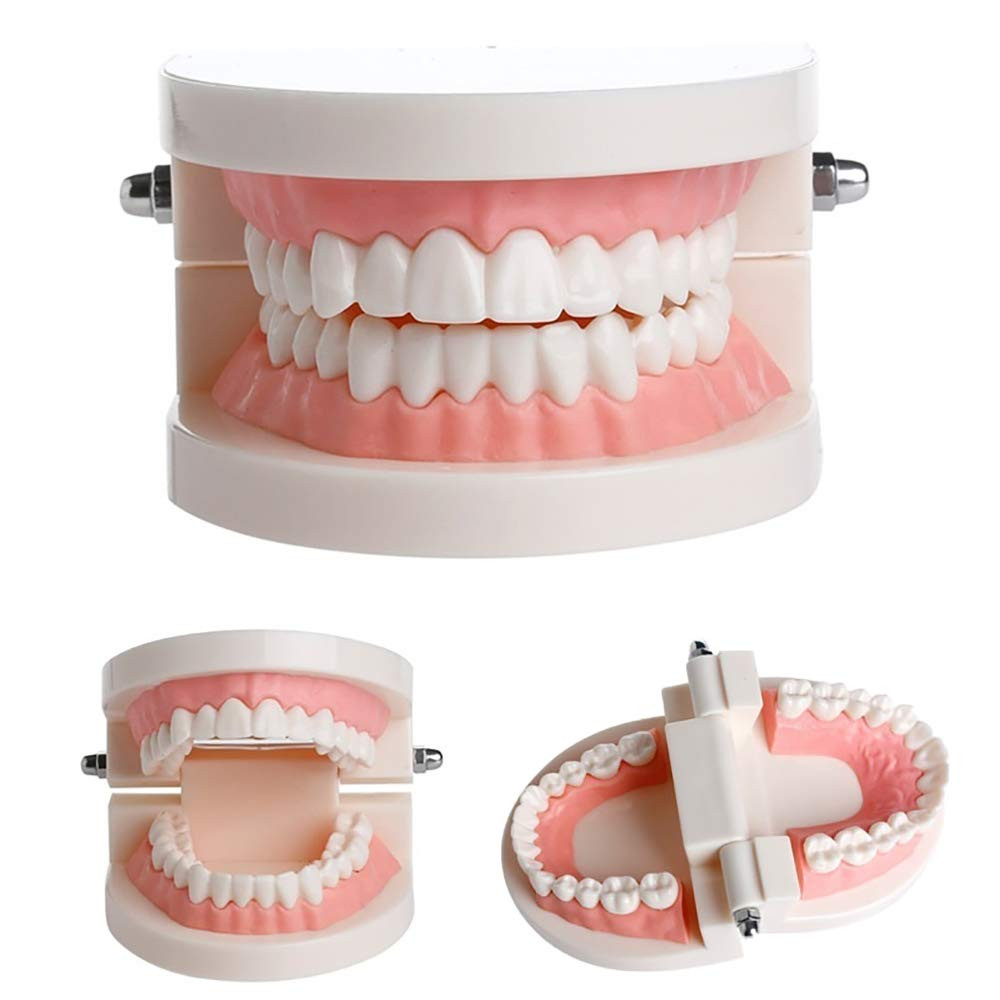 1 Pack Standard Teeth Model Adult Standard Typodont Demonstration Denture Model