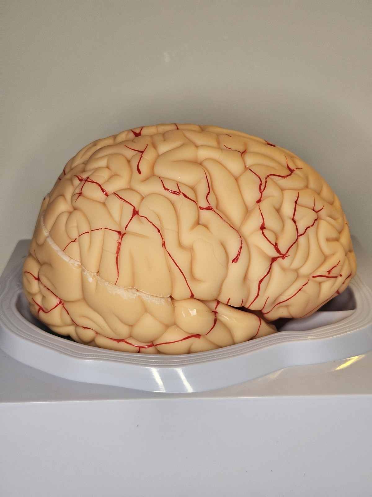 Human Brain Model Anatomical Anatomy Medical Teaching Education Study Science
