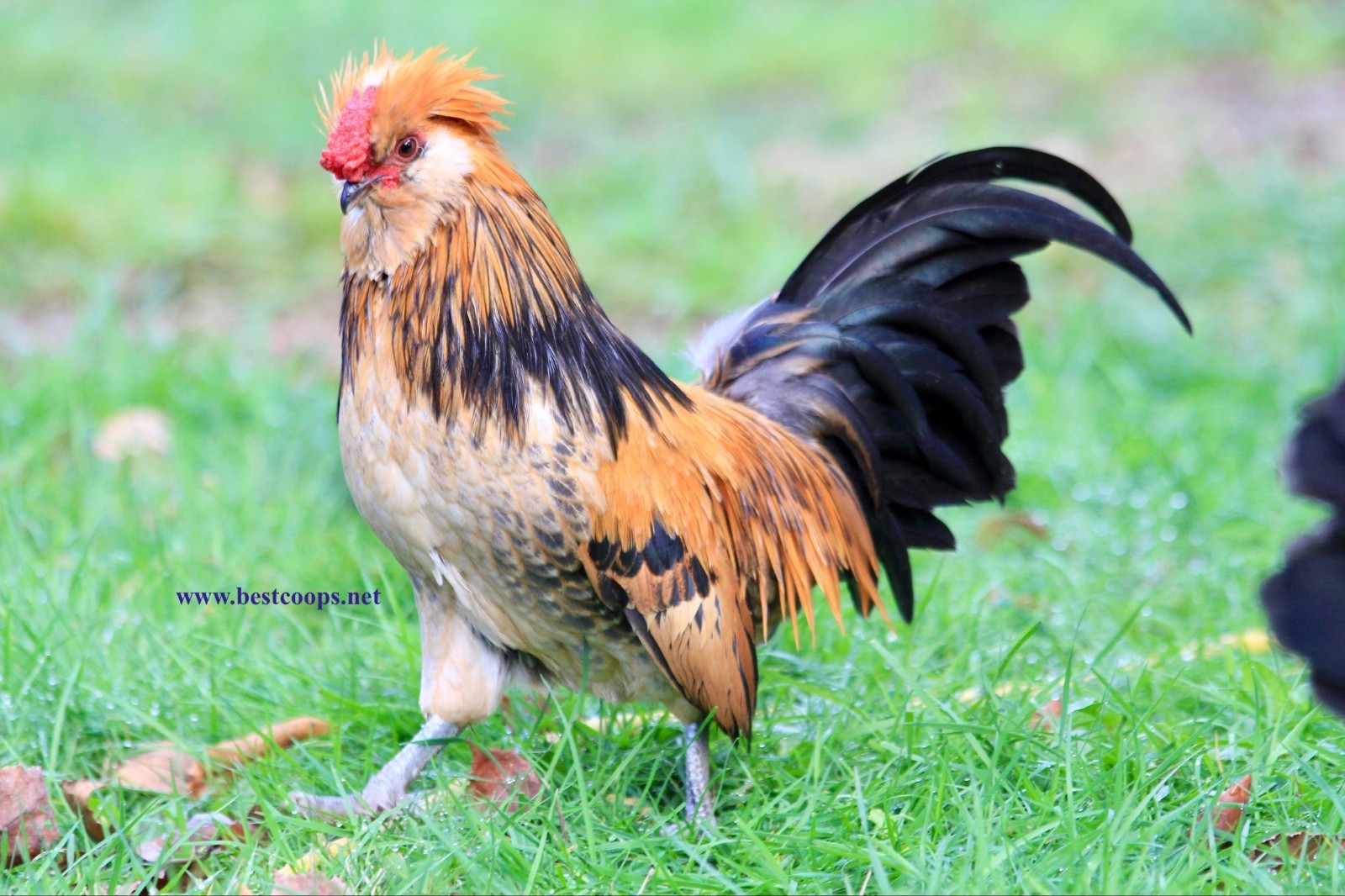 6+ Fertile Barbu De Watermael Chicken Hatching Eggs