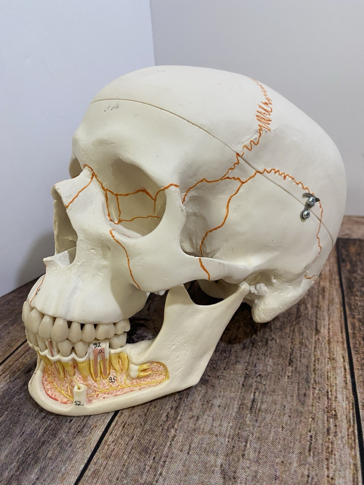 3B Scientific Classic Human Skull Model Opened Detachable Lower Jaw 3 Part