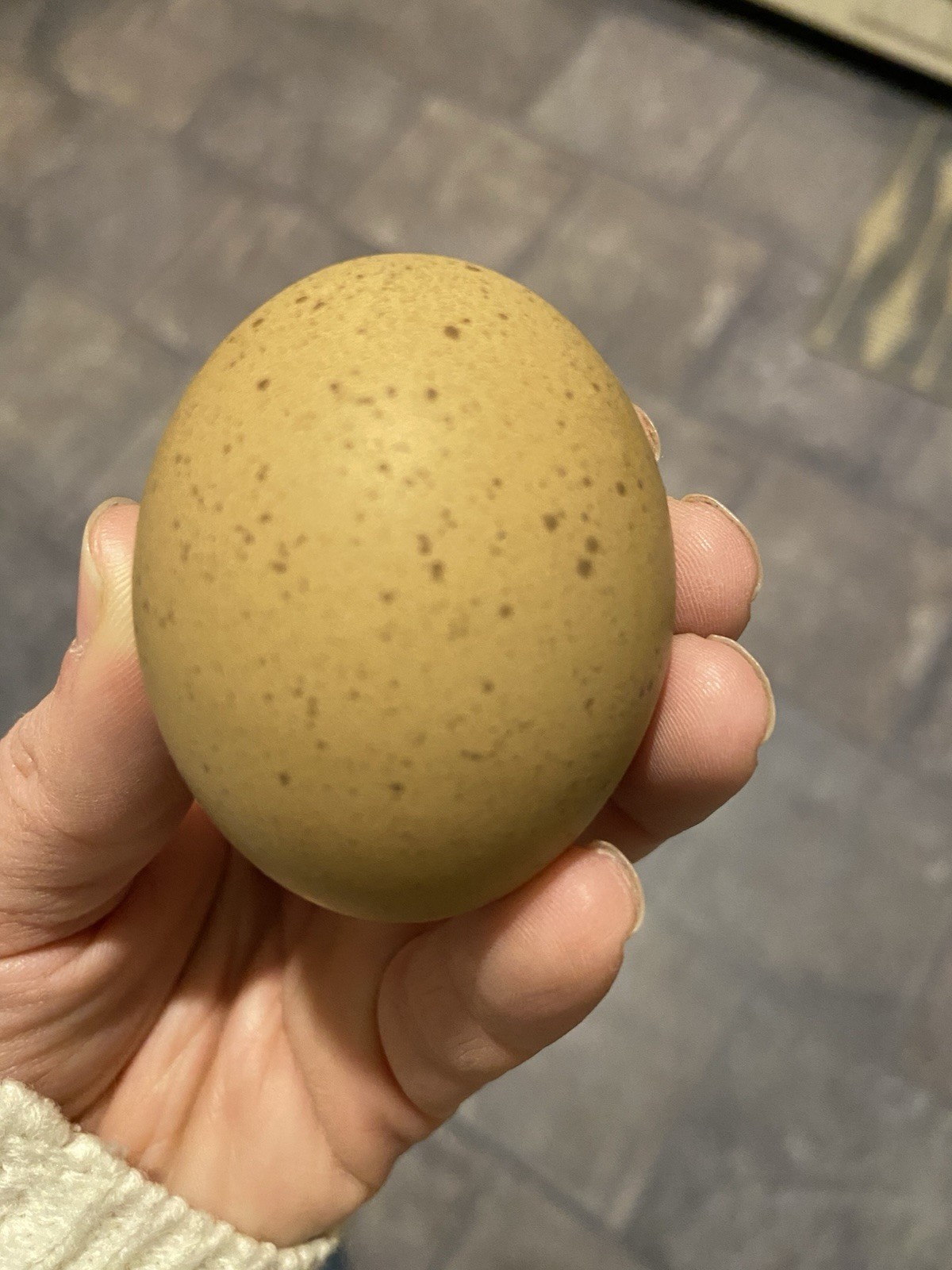 (6) F1, F2, F3 Speckled Olive Moss Egger Hatching Eggs