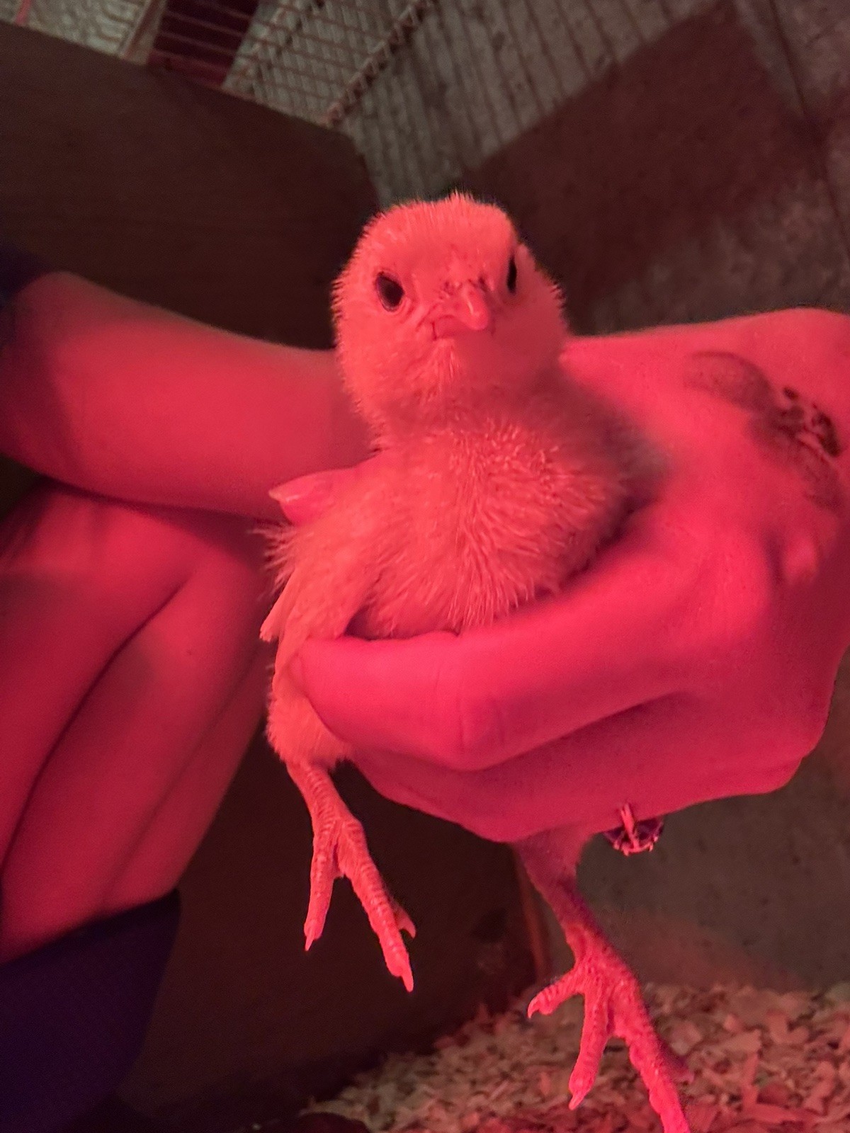 🌈 12 Rainbow Egger Hatching Eggs – Rare Breeds, Colorful Eggs + Chicks