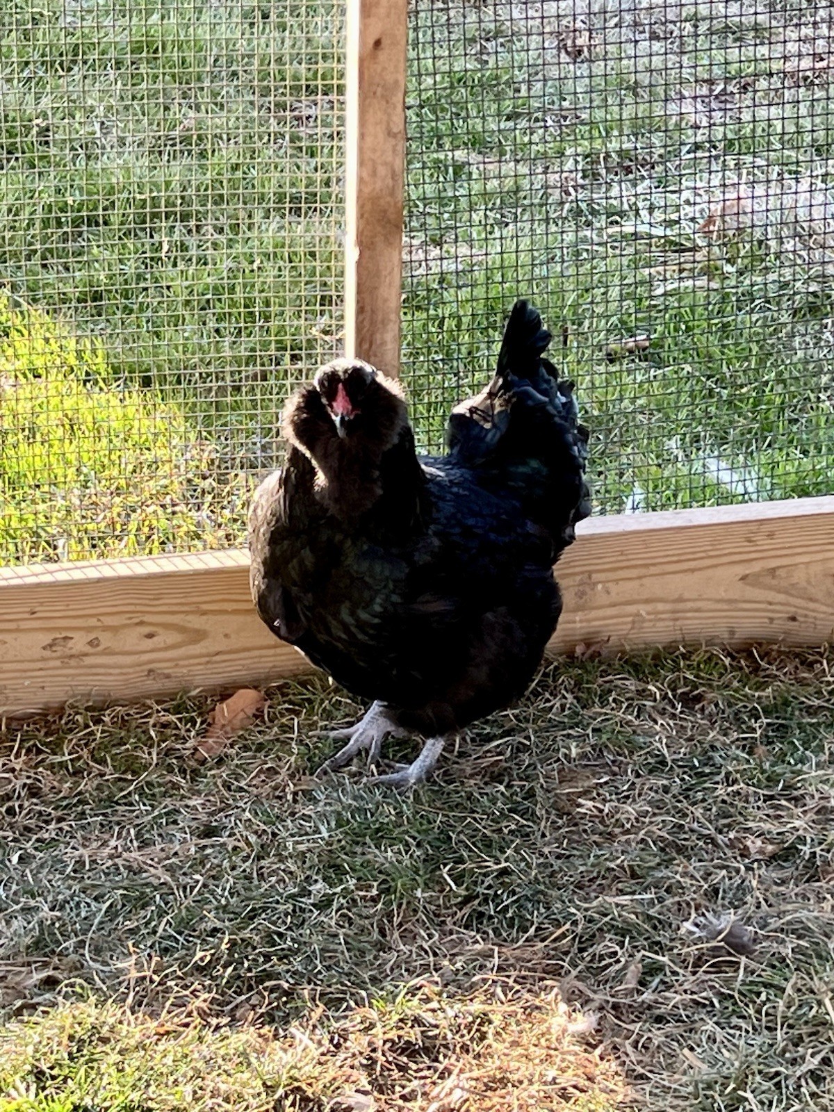 12 Rainbow Barnyard Mix Fertilized Hatching Eggs Free Range Farm Fresh NPIP