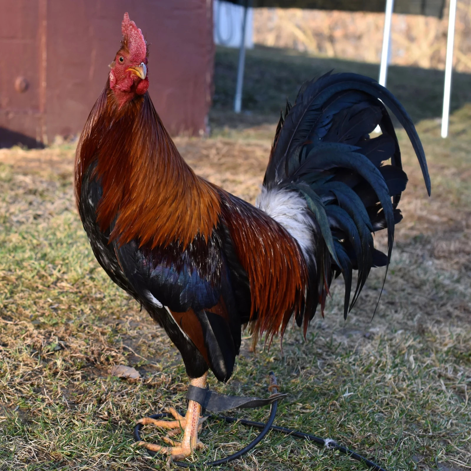 7pk Radio Hatching Eggs from Pinnon Hatch Farms