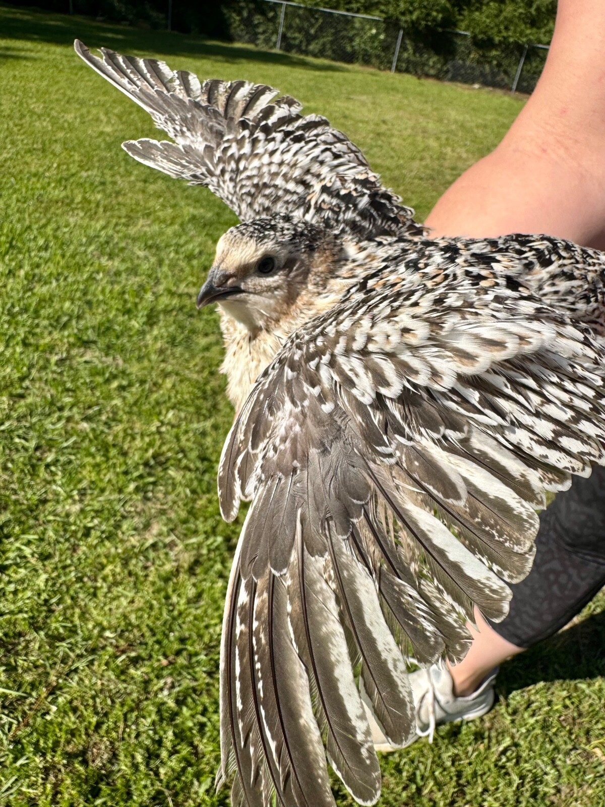 15+ RARE COLORS Coturnix Quail Hatching Eggs NPIP AI Free