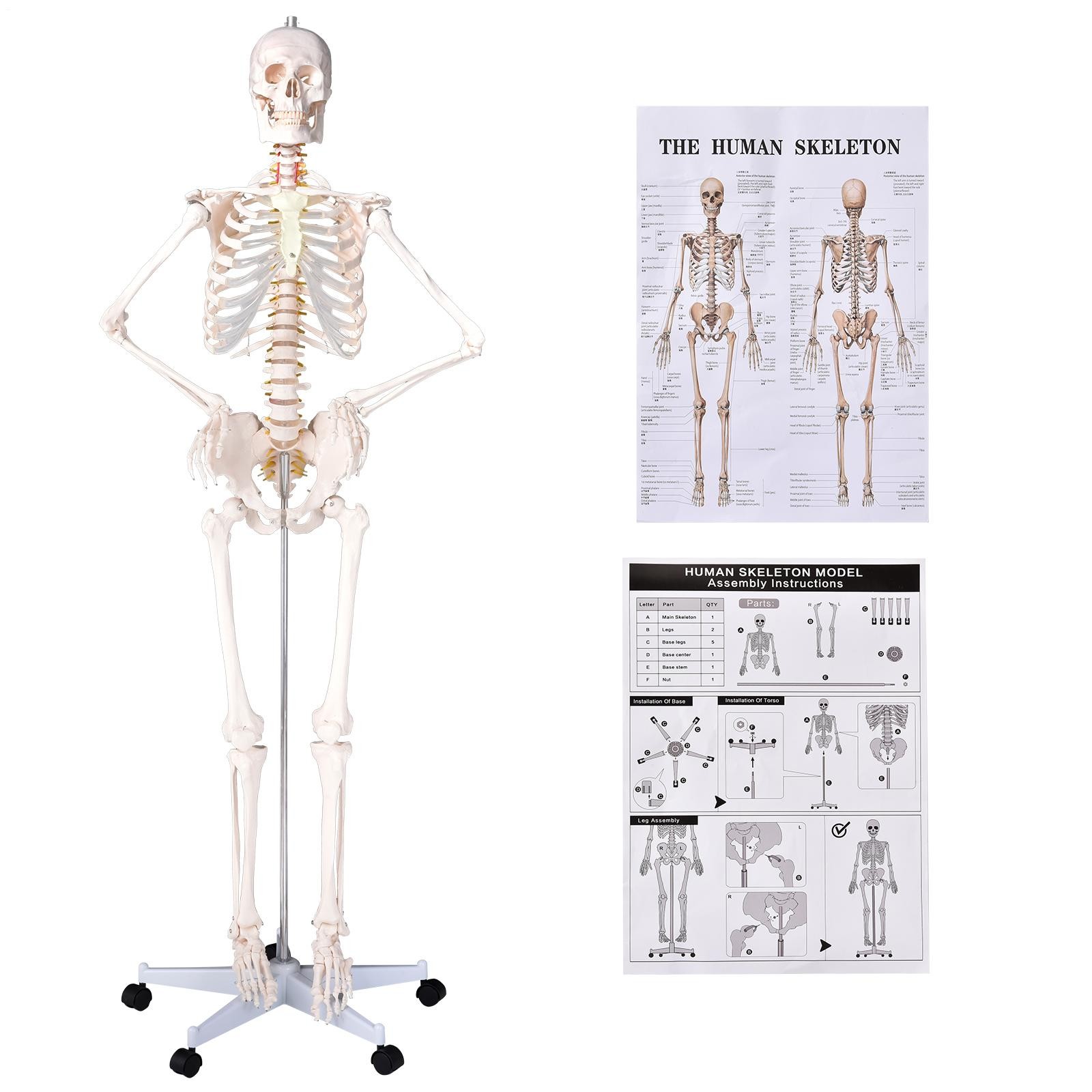70″ Life-size Skeleton Model Human Anatomy Medical Students W/Rolling Stand