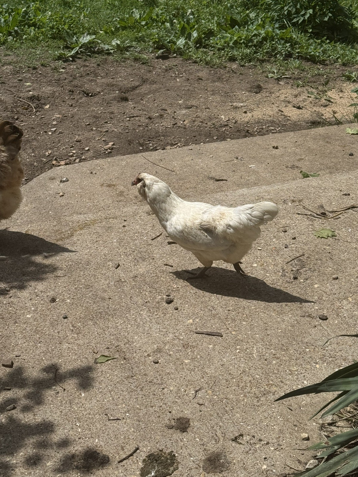 🌈 12 Rainbow Egger Hatching Eggs – Rare Breeds, Colorful Eggs + Chicks