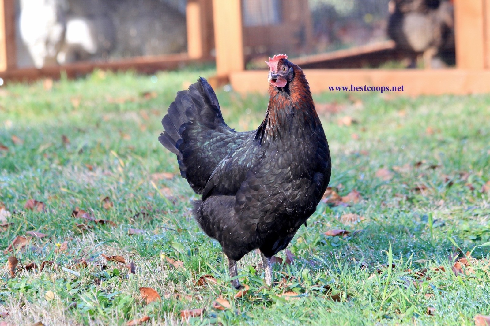 10+ Fertile Black Copper Marans Chicken Hatching Eggs