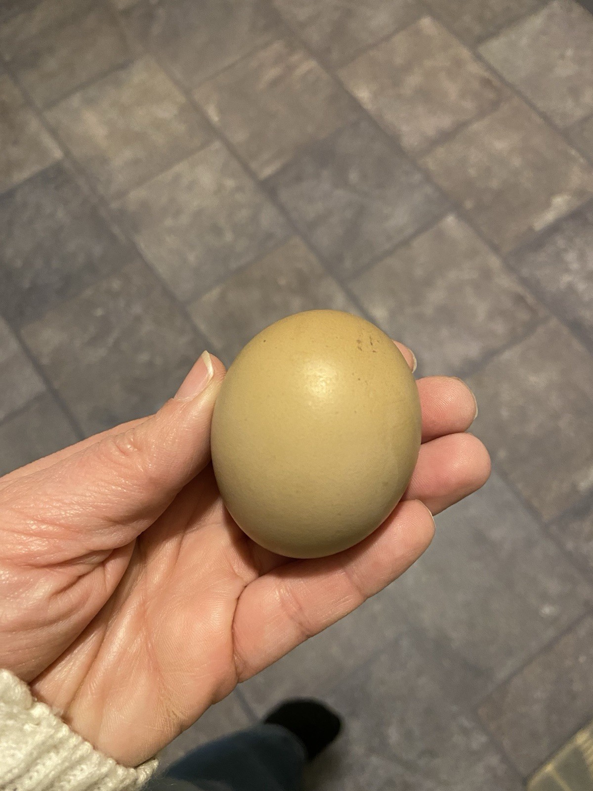 (6) F1, F2, F3 Speckled Olive Moss Egger Hatching Eggs