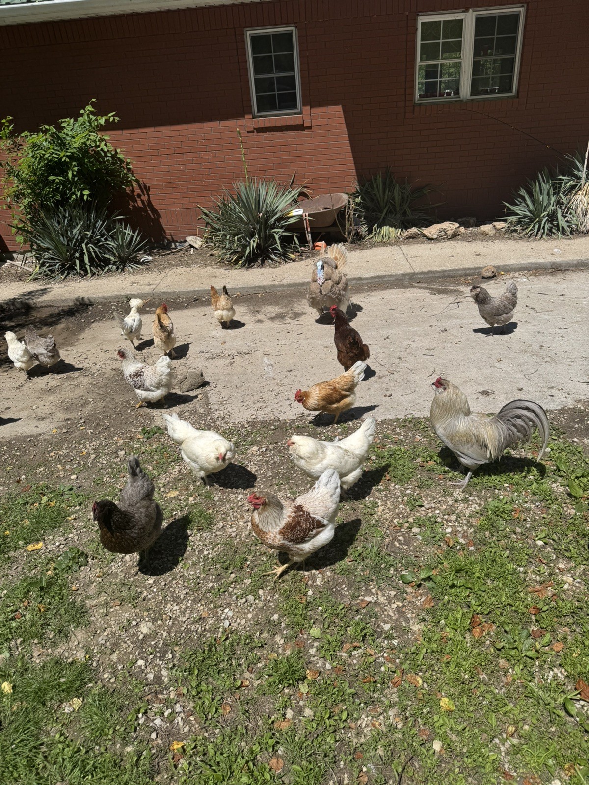 🌈 12 Rainbow Egger Hatching Eggs – Rare Breeds, Colorful Eggs + Chicks