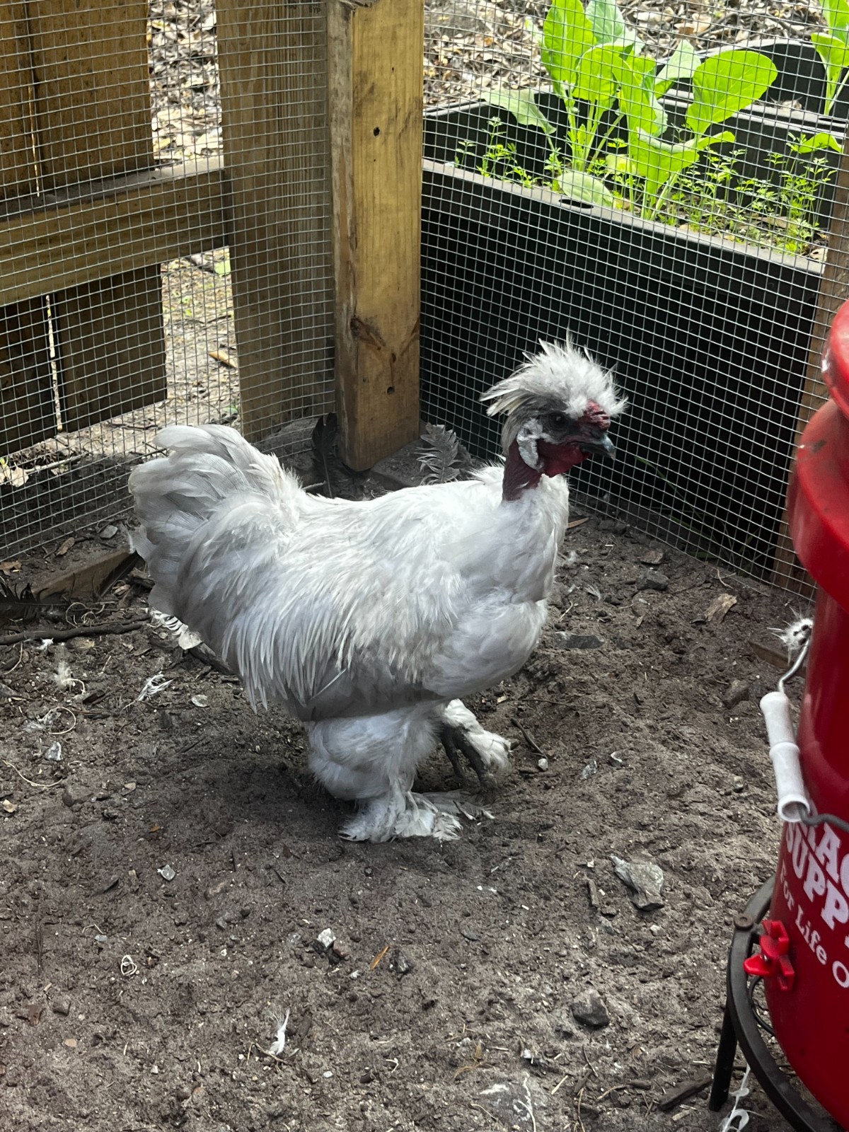 Chicken hatching eggs FBCM rooster over variety of hens (listed in description)