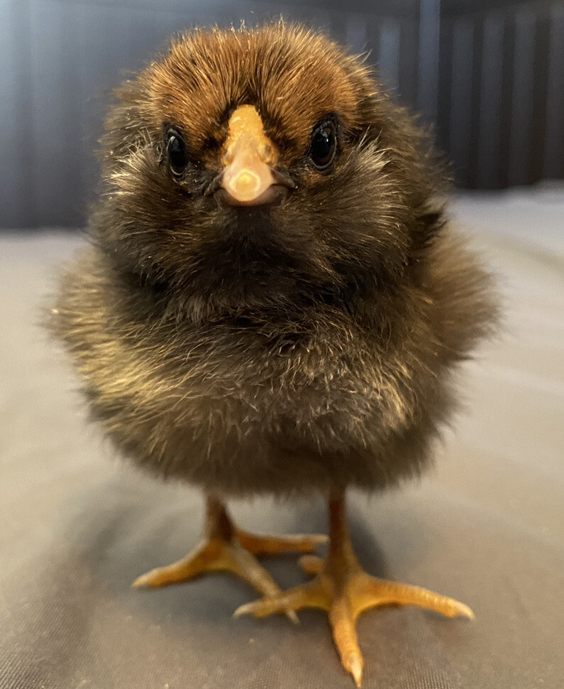 10+ Rare Breed Chicken Fertile Hatching Eggs Orpington, Cochin, Sweddish Flower