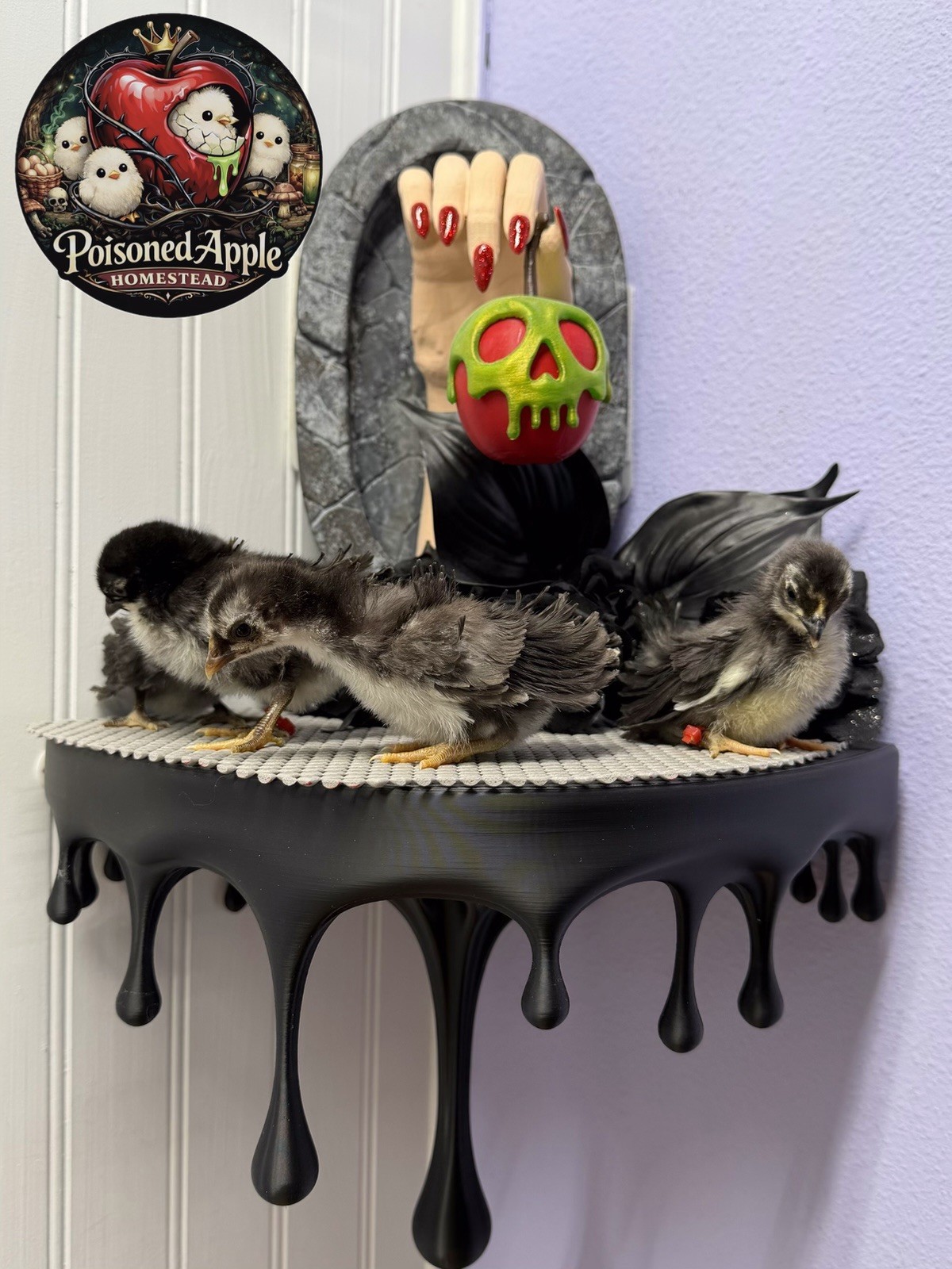 12+++ High Quality Fertile Serama Hatching Eggs Mixed Colors** Frizzle**Silkied*