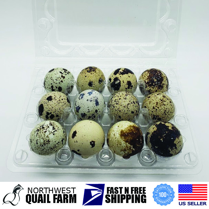 Jumbo Quail Egg Cartons 12 Cell (3×4) 250pcs – Secure Snap Close, Fast Shipping