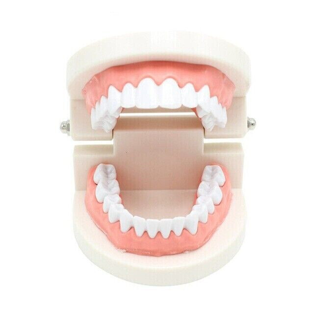 5 Pcs Dental High Quality Material Decay Standard Teeth Teach Adult Caries Model