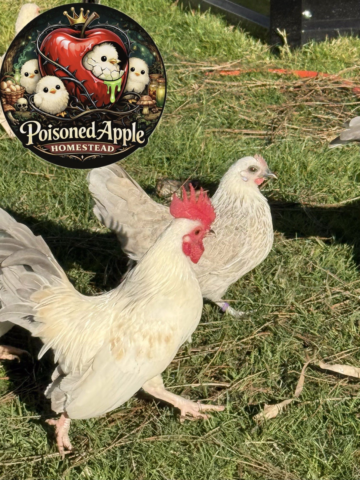 12+++ High Quality Fertile Serama Hatching Eggs Mixed Colors** Frizzle**Silkied*