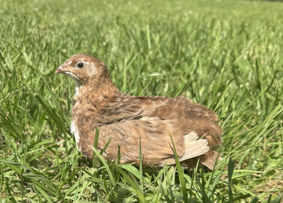 30+ RARE Celadon Coturnix Quail Hatching Eggs NPIP AI Free