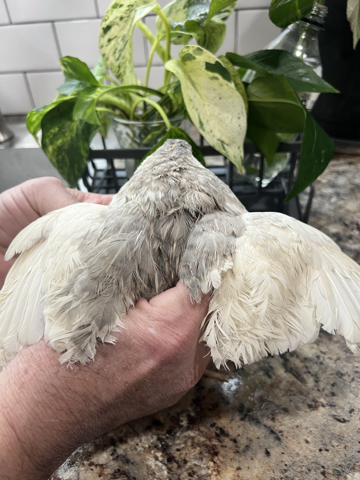 32+4 extra Jumbo Coturnix Quail Hatching Eggs( Brown, Tuxedo, Cinnamon, White )