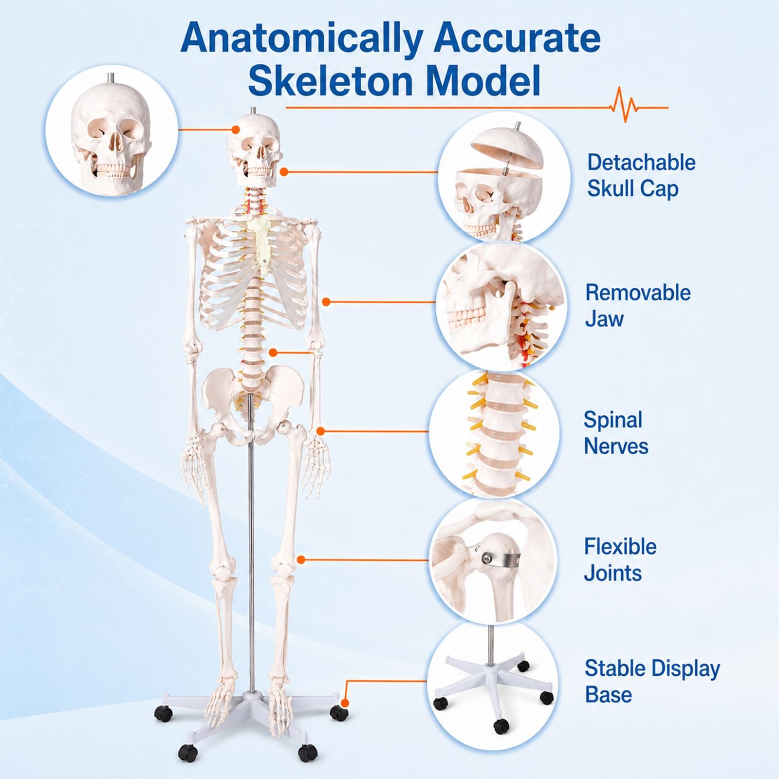 70″ Life-size Skeleton Model Human Anatomy Medical Students W/Rolling Stand
